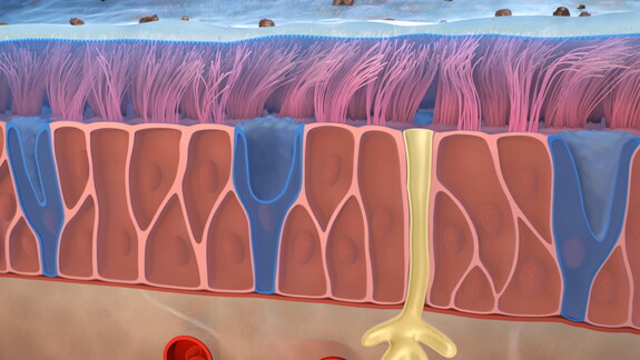 Ansicht der Schleimhaut in Behandlung mit GeloMyrtol® forte